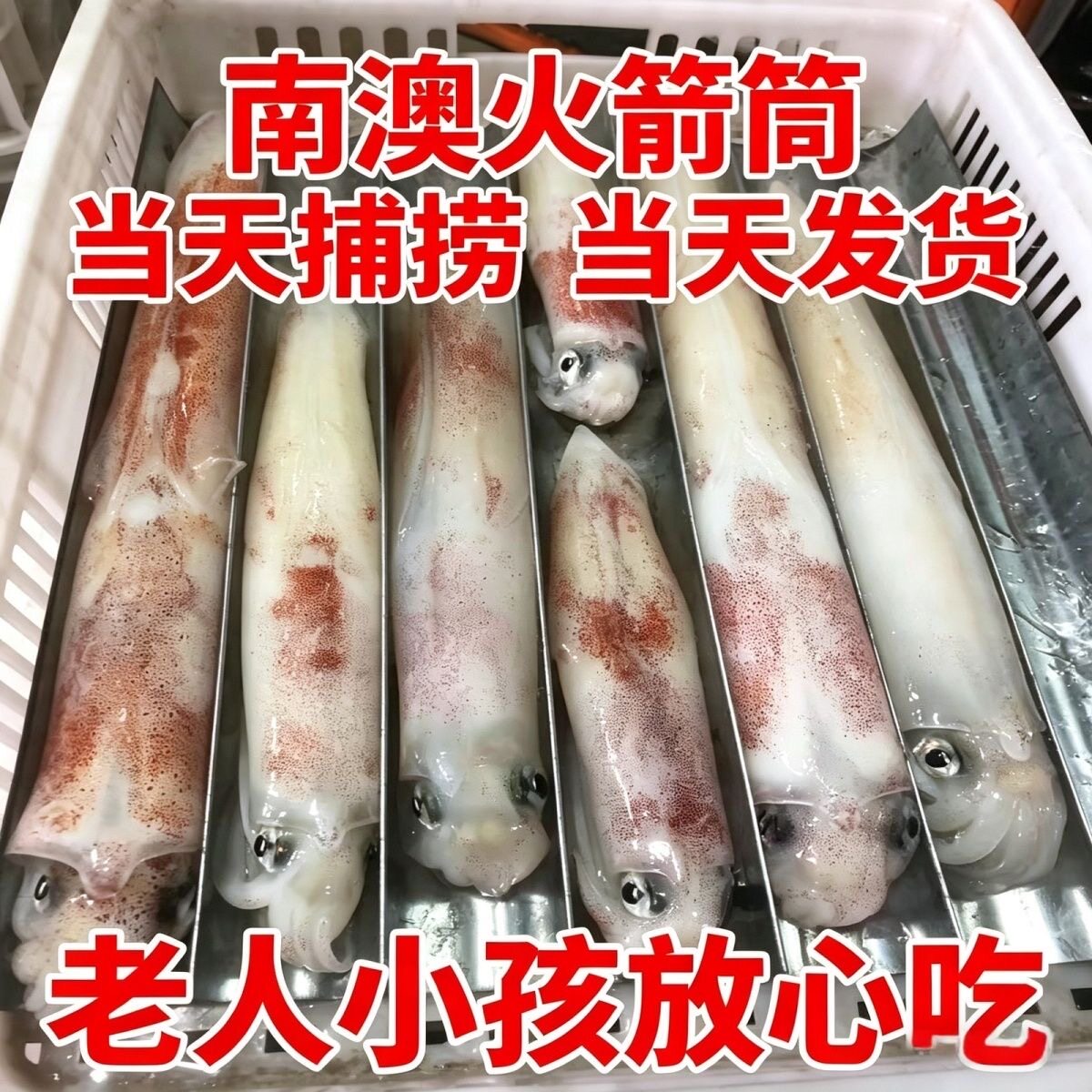 广东特产新鲜海钓鱿鱼大管冰鲜冷冻鱿鱼新鲜脆筒鱿鱼厚肉爽脆