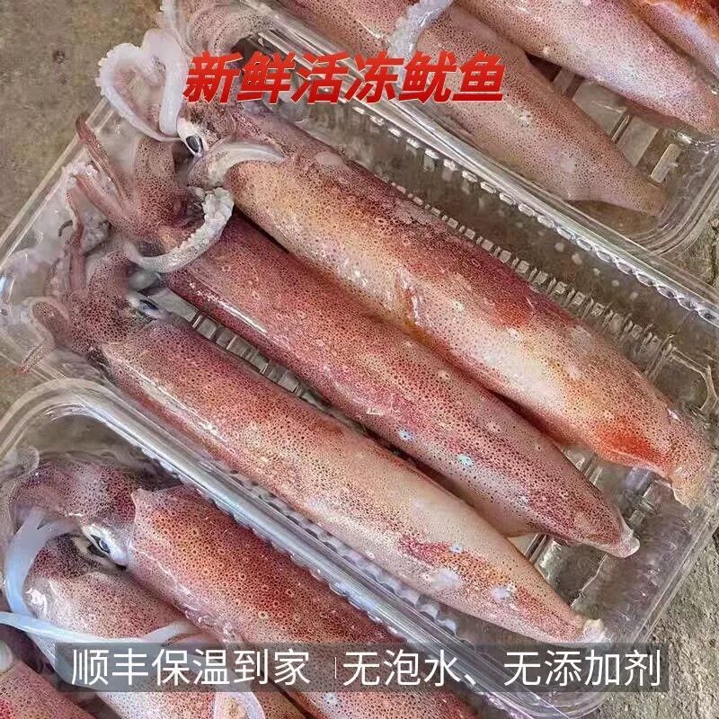 广东特产新鲜海钓鱿鱼大管冰鲜冷冻鱿鱼新鲜脆筒鱿鱼厚肉爽脆