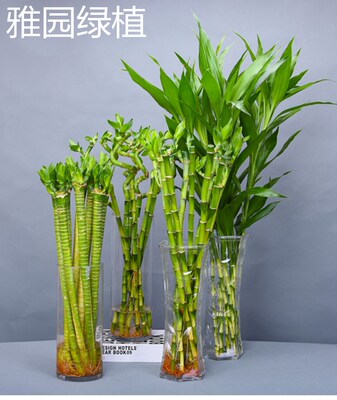 0雅园桌面水培济南免费送货绿植