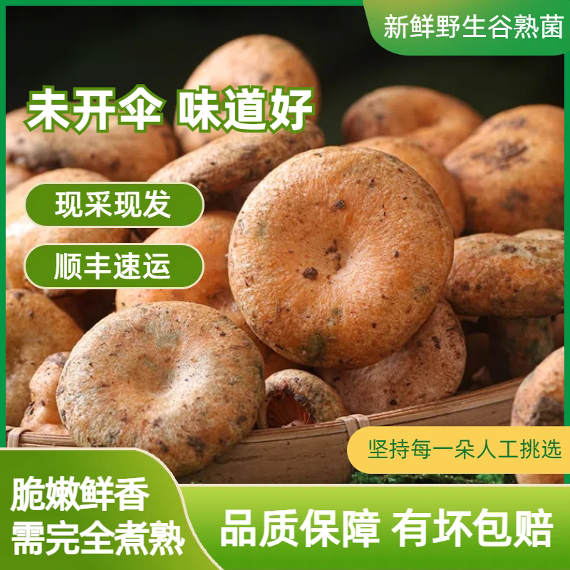 2024年云南野生菌新鲜谷熟菌铜绿菌枞菌五月菇寒菌乌枞菌松乳菌