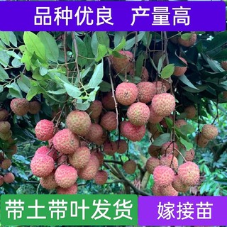 荔枝树苖无核桂味果树妃子笑水果树苗四季可种盆栽绿植当年结果