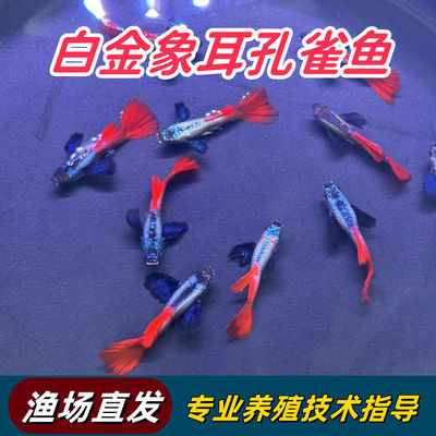 白金象耳精品孔雀鱼观赏鱼庭院鱼池鱼缸造景