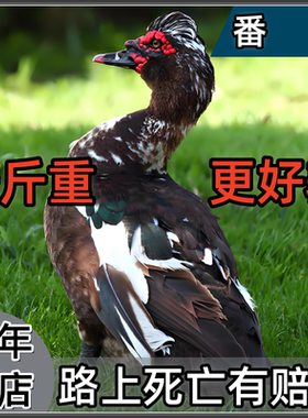 一斤正宗番鸭红脸鸳鸯活苗活鸭子腾鸭子西洋鸭旱鸭黑番鸭大种鸭子