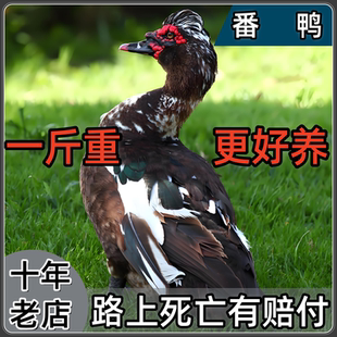 一斤正宗番鸭红脸鸳鸯活苗活鸭子腾鸭子西洋鸭旱鸭黑番鸭大种鸭子