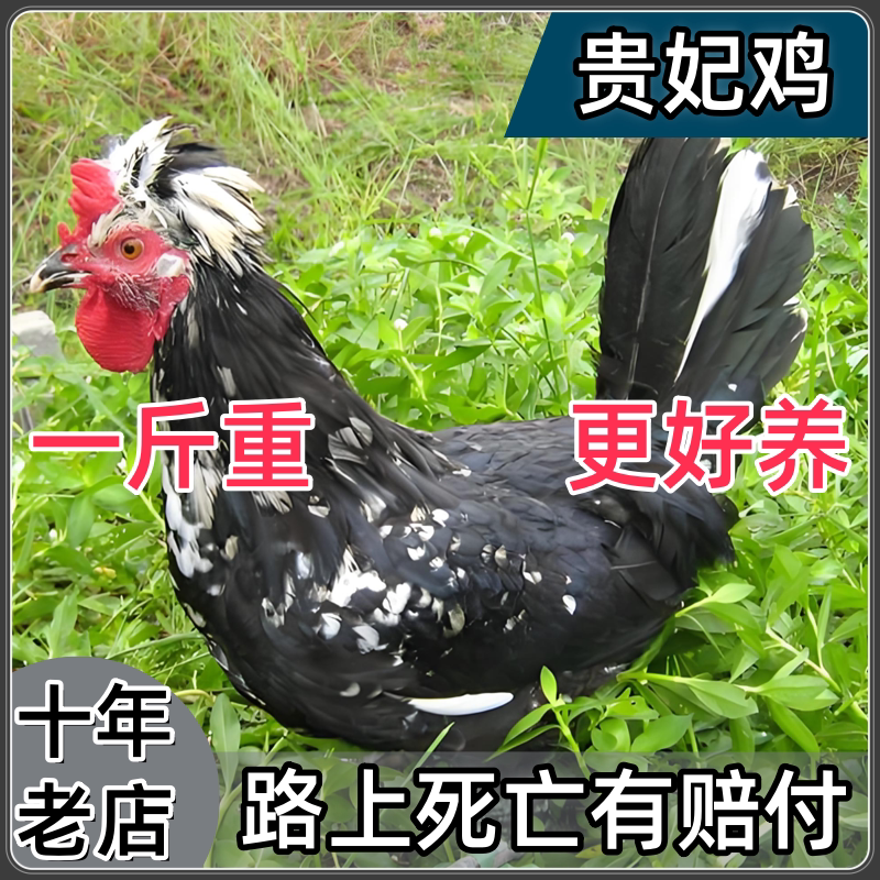 正宗贵妃鸡半斤活苗黑毛冠毛脚鸡动物种苗