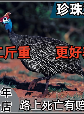 珍珠鸡二斤土鸡一斤观赏鸡半斤真珠鸡走地老鸡散养脱温小鸡下蛋鸡