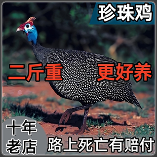 珍珠鸡二斤土鸡一斤观赏鸡半斤真珠鸡走地老鸡散养脱温小鸡下蛋鸡