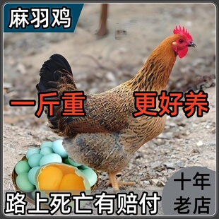 鸡苗一斤半斤左右高产麻羽绿壳蛋鸡活苗产蛋王鸡活苗土鸡小鸡活苗