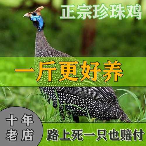 正宗农家散养一斤纯种珍珠鸡活苗半大脱温珍珠鸡活体大型观赏鸡苗