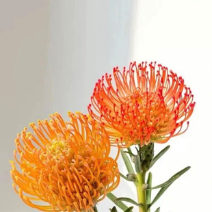 Yoyo花花世界進(jìn)口針墊鮮花進(jìn)口煙花菊花期長(zhǎng)插花情人節(jié)送長(zhǎng)輩家人