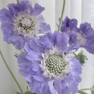 A级松虫草鲜切花蓝盆花鲜花云南昆明室内水养插花顺丰发货