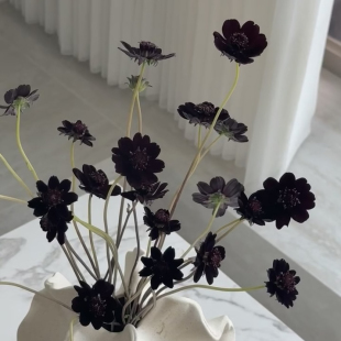 花蔓巧克力秋英大丽花黑咖色鲜花花材水养生花苞顺丰