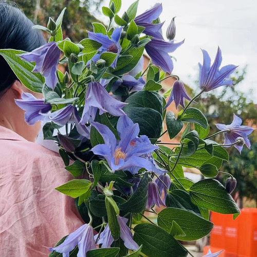 进口小众紫色铁线莲铁线蕨鲜切花婚礼布置新娘花家庭办公插花顺丰