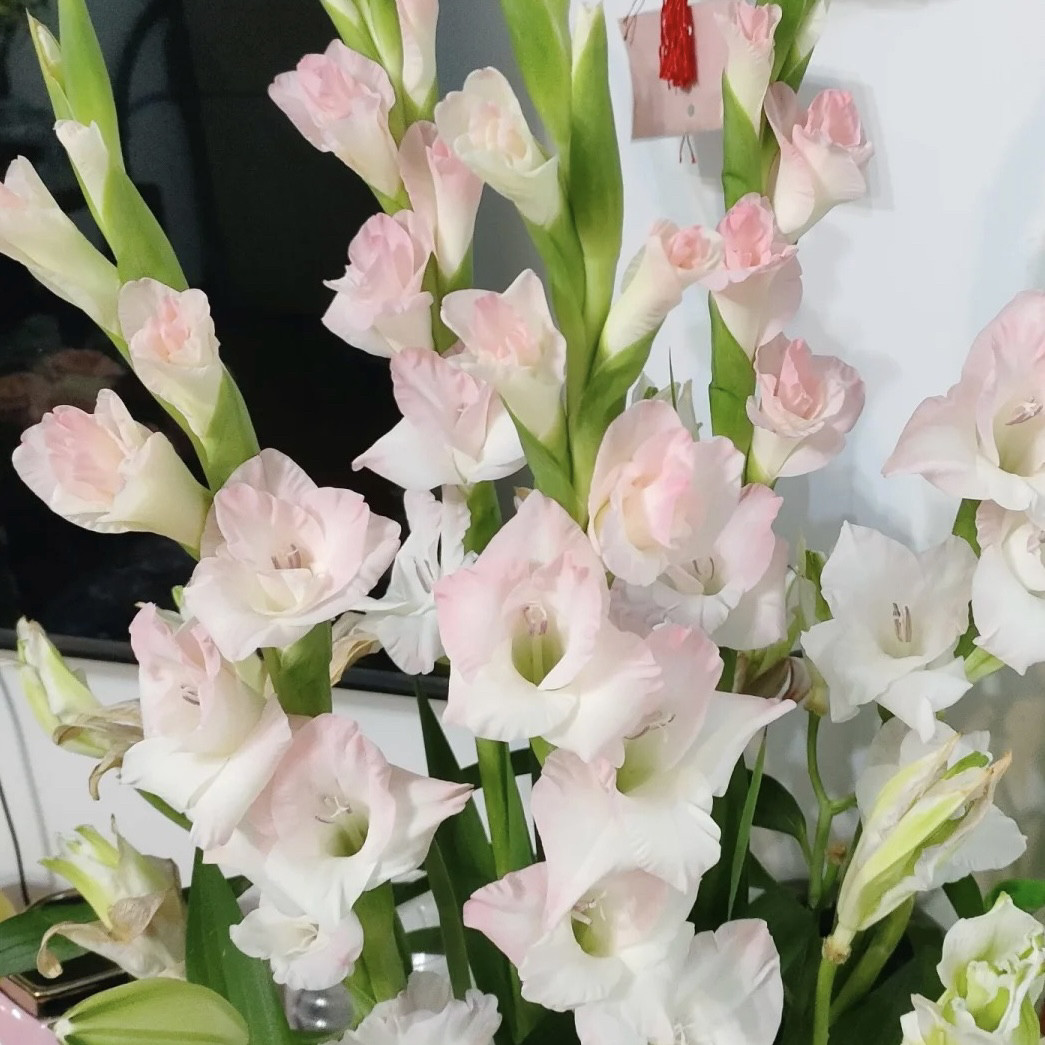 A级剑兰-萌萌公主剑兰粉色剑兰鲜切花水养插花花瓶花艺插花送长辈