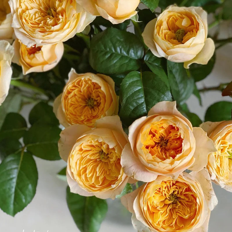 yoyo花花世界奥斯汀花型黄蝴蝶鲜花花艺插花花瓶插花花艺插花