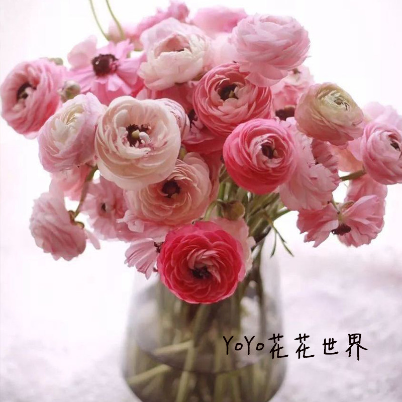 yoyo花花世界高端稀有现货花毛茛洋牡丹锦鲤洋牡丹蝴蝶洋牡丹鲜花