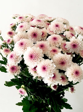 圆脸马蒂斯小雏菊鲜花混生日送礼