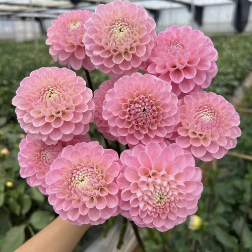 严选花蔓•绿野仙踪大丽花鲜花粉色大丽花仙气飘飘球状大丽花鲜花