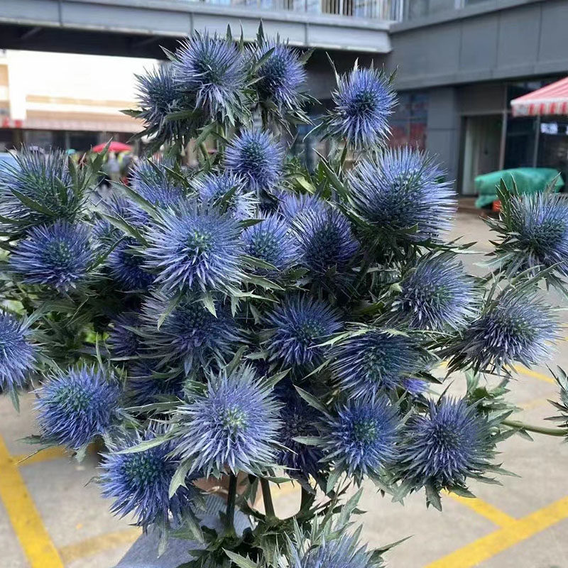 肯尼亚进口蓝星球大刺芹鲜花办公室家庭插花可做干花花瓶搭配顺丰