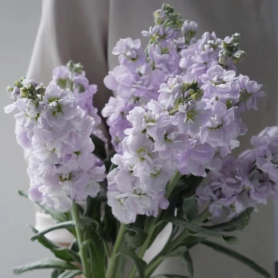 紫罗兰鲜切花紫色粉色鲜花花瓶插花花期长水养花瓶插花顺丰发货