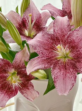 粉天使粉麻子百合鲜花水养