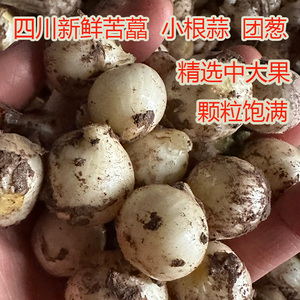 四川农家新鲜现挖苦藠团葱小根蒜野生苦叫头泸州薤白亥子5斤包邮3