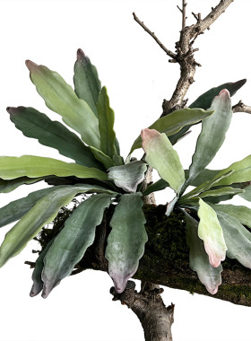 特丽卉仿真沙漠地面植物包邮