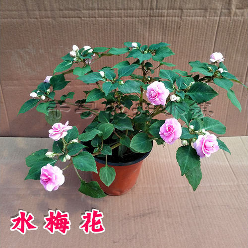 客厅书桌带话凤仙花开花