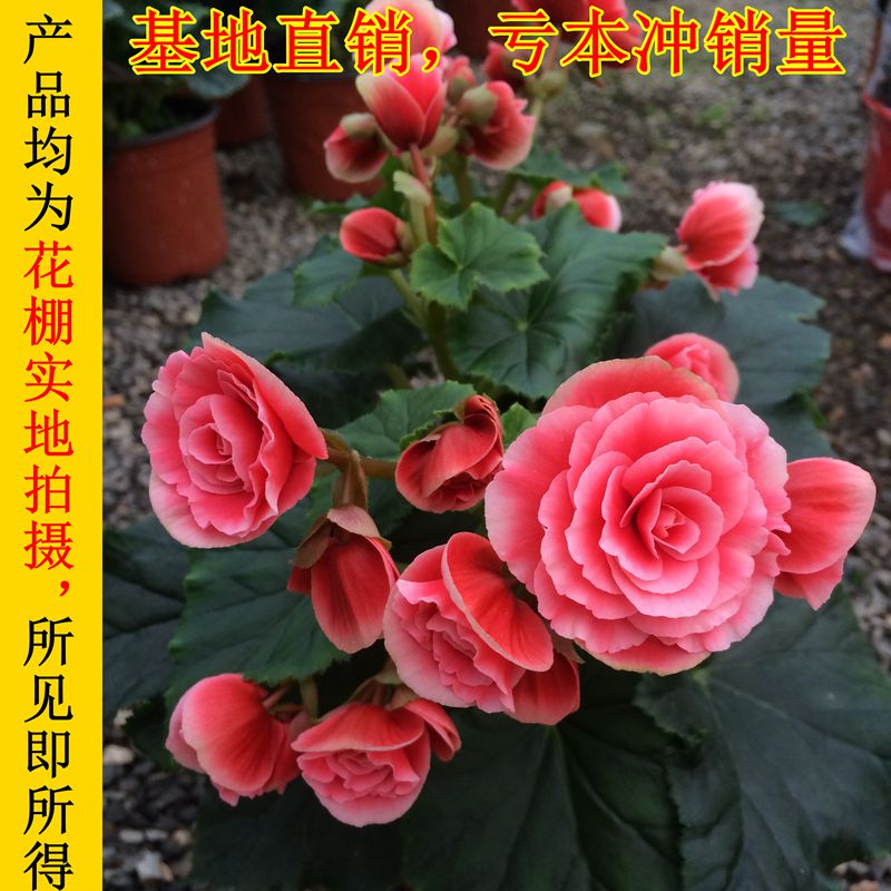 玫瑰带花客厅卧室阳台丽格海棠