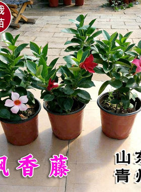 红蝉花室外窗台庭院盆栽双喜藤