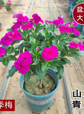 木本长春花天天开独杆