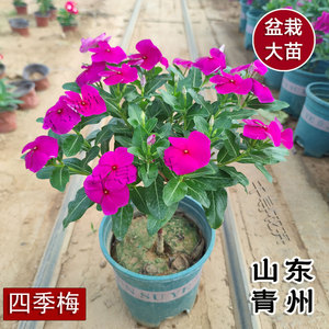 木本长春花天天开独杆