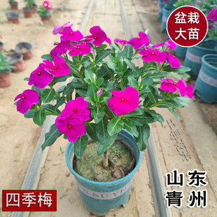 木本天天开四季梅五叶梅独杆长春花带花苞四季开花盆栽阳台庭院