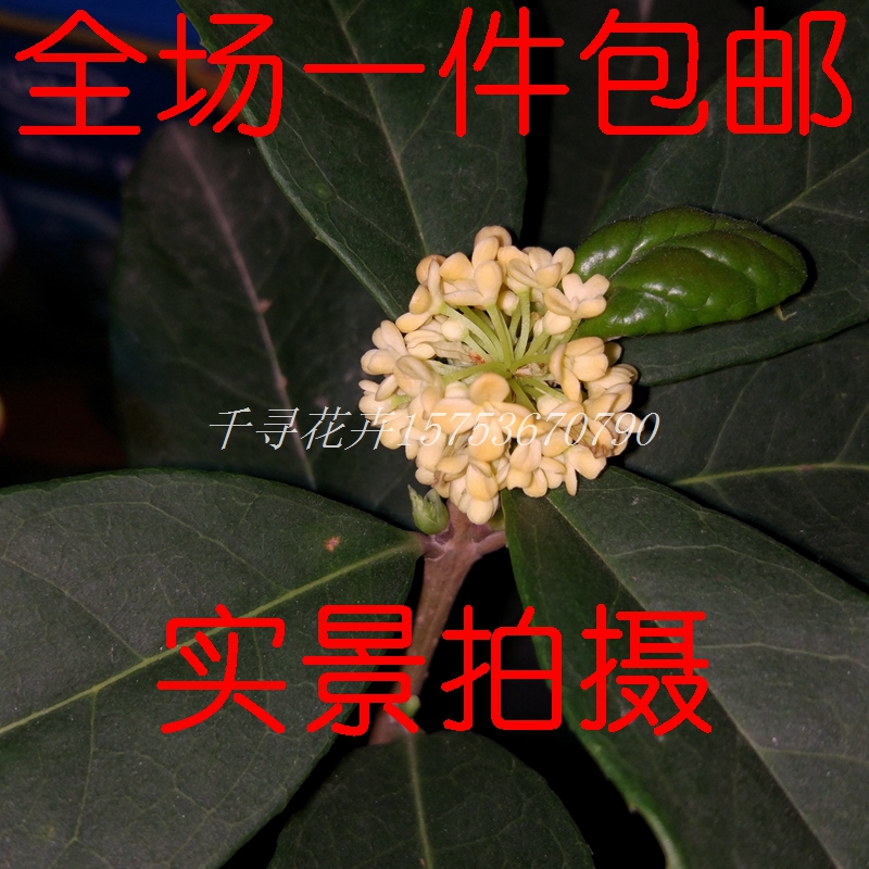 桂花树开花过程图图片