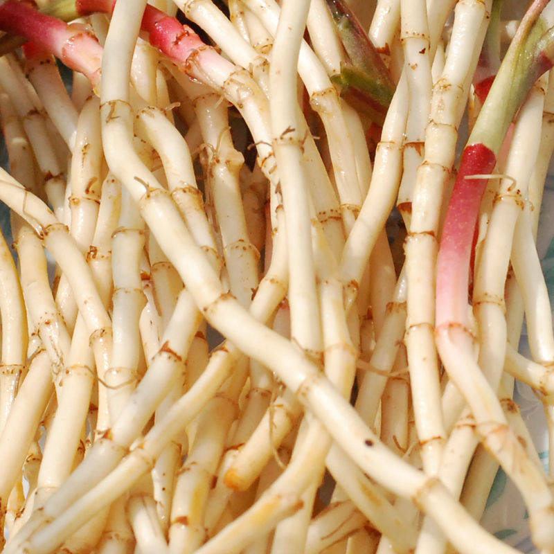 鱼腥草新鲜折耳根嫩根凉拌下饭菜折儿根节儿根节节根蔬菜湖北特产