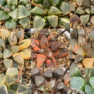 艾格园蜗牛的乐园瓦苇12卷克里克特锦种子