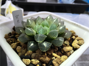 种子！蜗牛的乐园/艾格园多肉植物12卷实生玉露G01种子