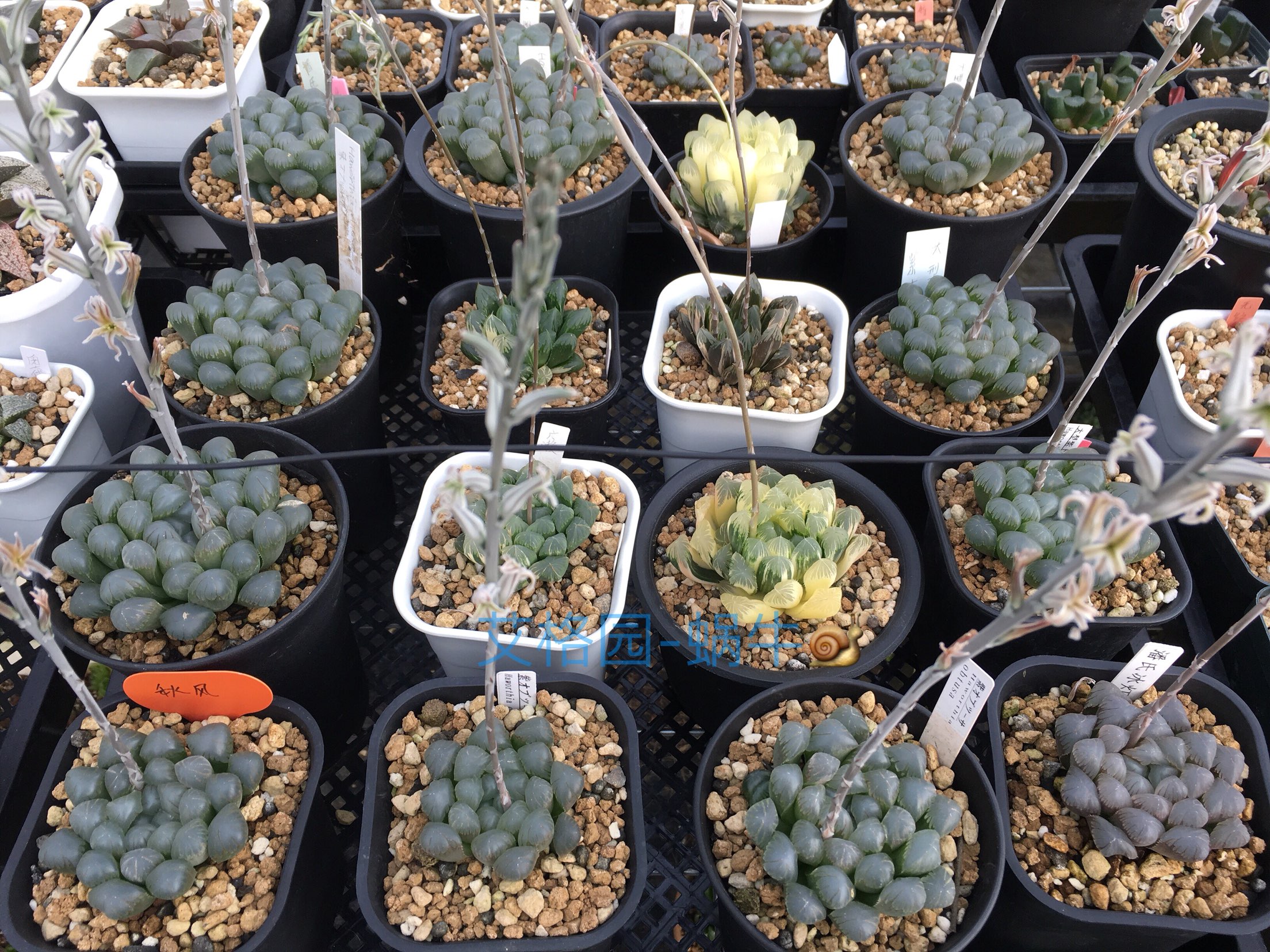 种子！蜗牛的乐园12卷大混合玉露