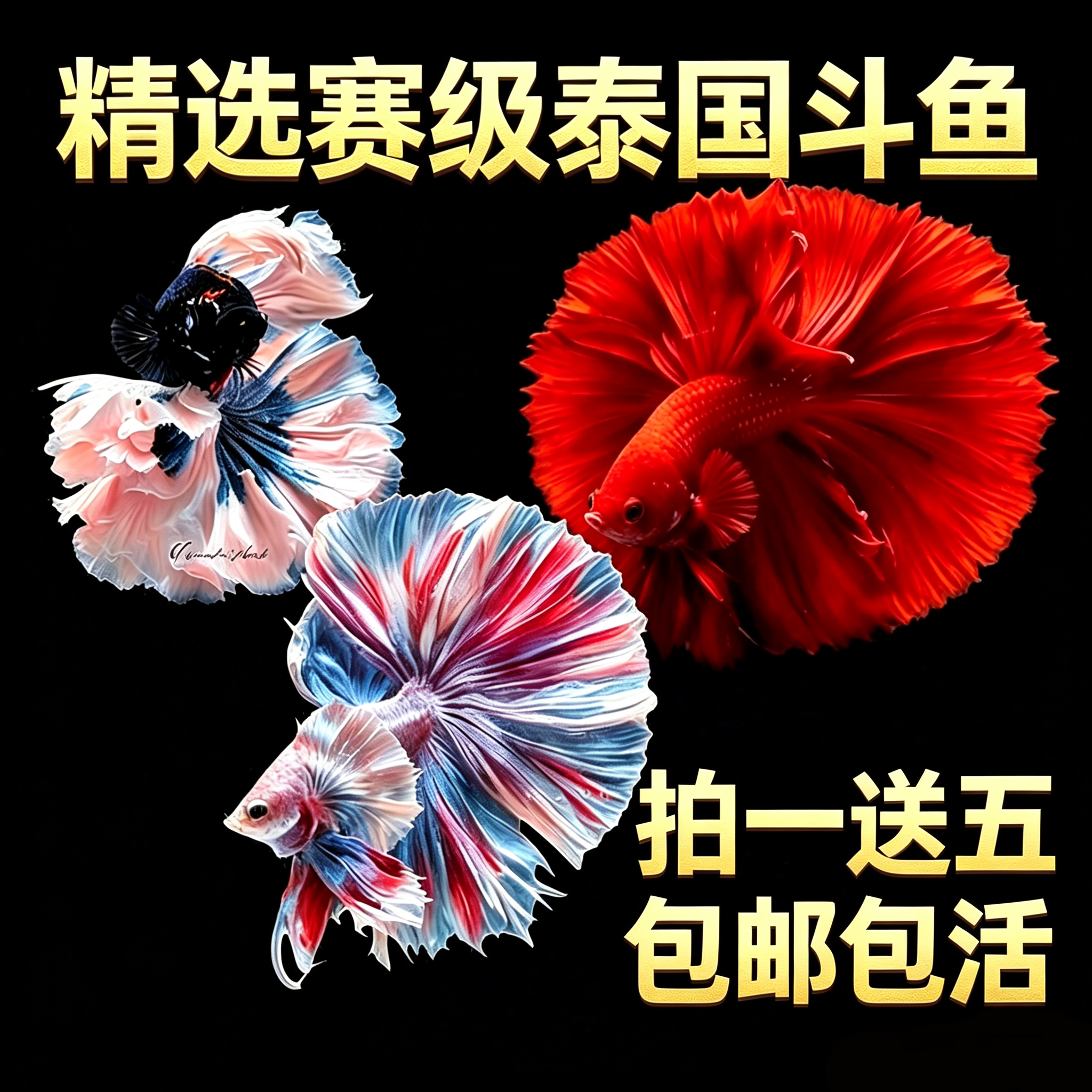 泰国观赏活体半月将军小斗鱼