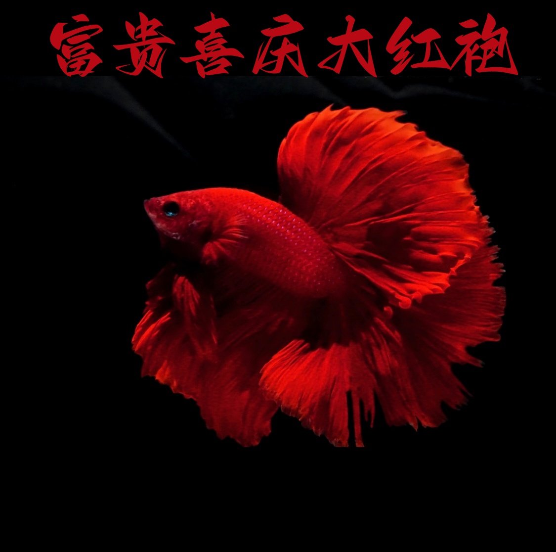 纯红半月淡水大红袍半月