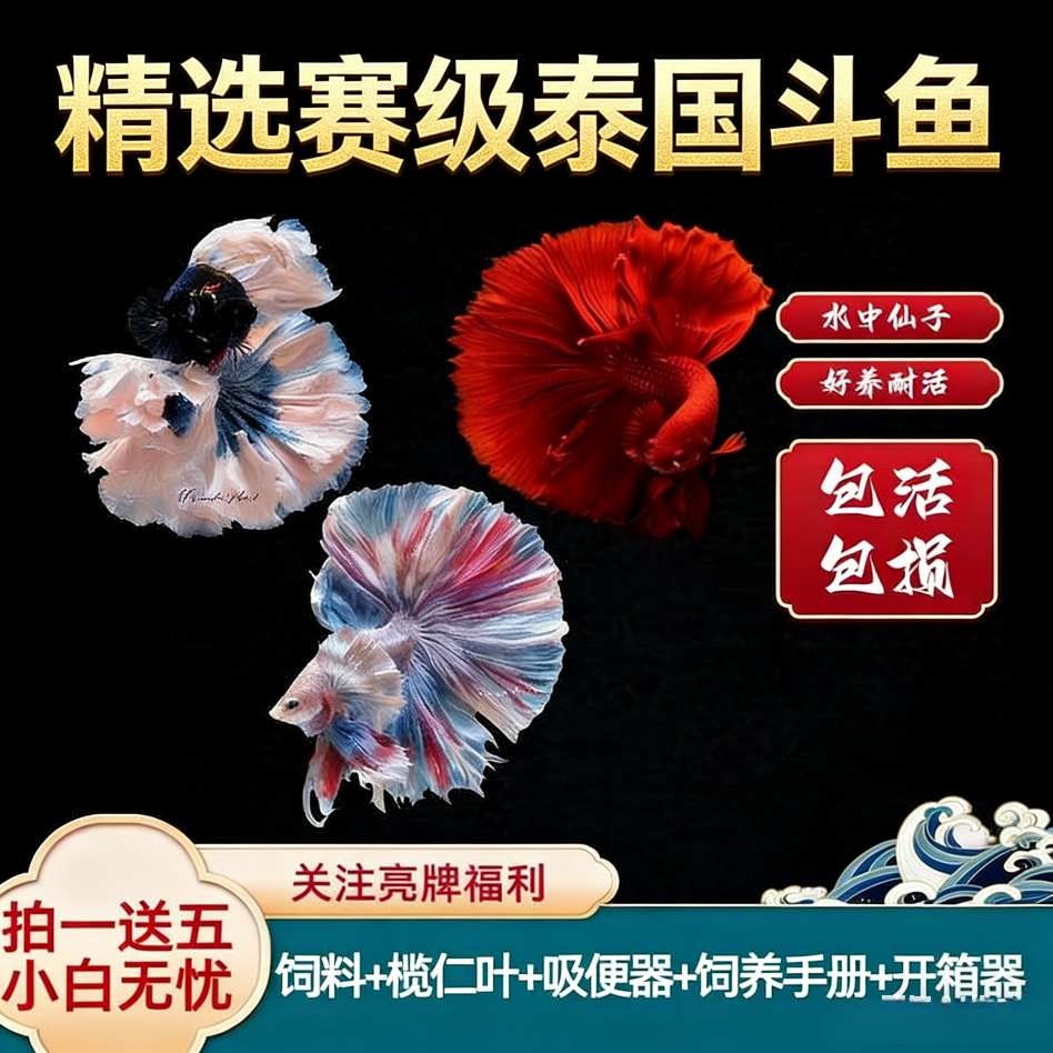 泰国斗鱼小鱼观赏鱼漂亮鱼淡水狮王半月将军热带宠物观赏鱼活体