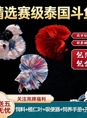 原灵泰国斗鱼观赏鱼狮王半月将军