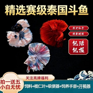 泰国斗鱼小鱼观赏鱼漂亮鱼淡水狮王半月将军热带宠物观赏鱼活体