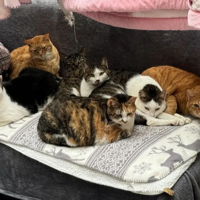 领养之家 电子明星片（基地猫咪照片画册）萌猫电子画册素材