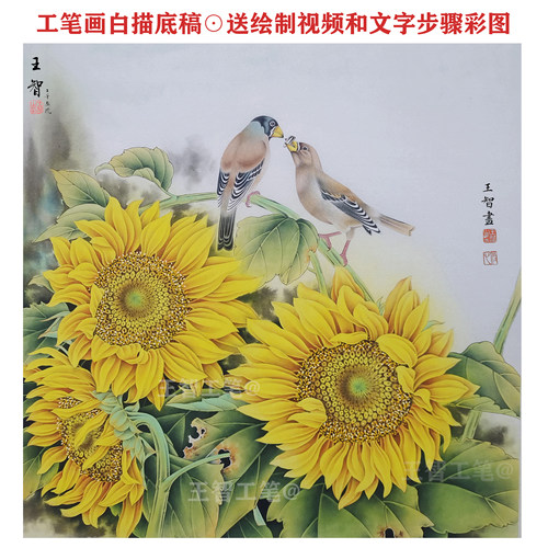 工笔画底稿白描画稿向日葵蜡嘴雀