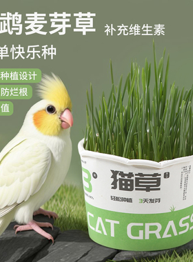鹦鹉麦芽草粮大麦种子鹦鹉啃咬饲料鸟草盒零食促进消化解闷防啄毛