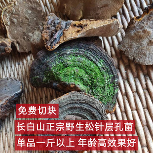 长白山野生松针层孔菌500克药用真菌包邮