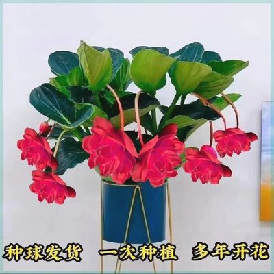 宝莲灯花盆栽四季开花耐寒易养活绿植地阳台室内花卉大全驱蚊虫苗