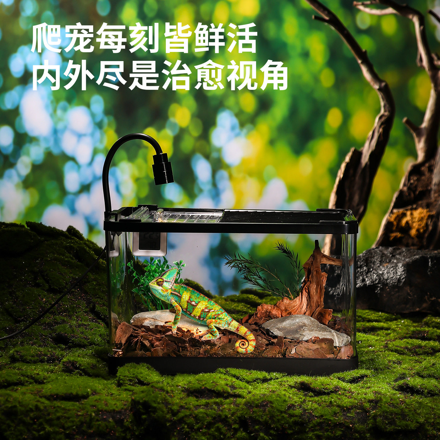 爬宠饲养箱角蛙蜘蛛蜥蜴守宫饲养盒乌龟缸造景生态缸亚克力客厅,宠物/宠物食品及用品,爬宠躲避/造景,淘宝优惠券,粉丝福利购,淘宝优惠卷