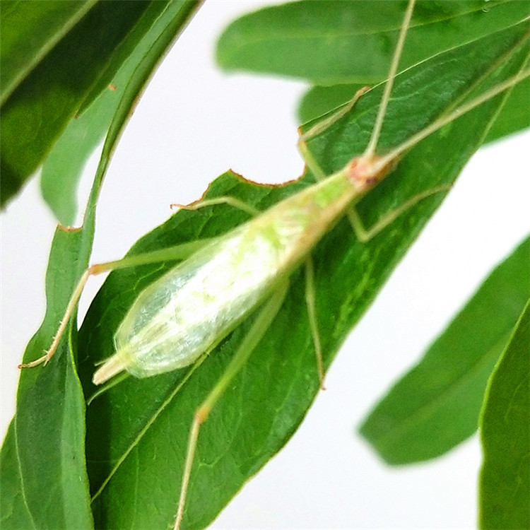 山东野生青竹蛉活虫中货树蟋憨叫宠物昆虫活体青竹蛉包叫包活包邮